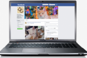 Питомник кошек. Фейсбук.