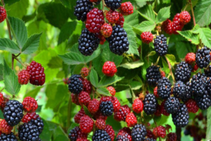 Культуры, которые должен иметь на участке каждый