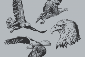 Орлы, векторные изображения.