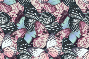 Бабочки, раппорт.