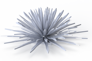 Кактус Agave convallis (Агава)