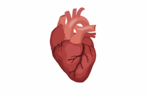 Векторная графика