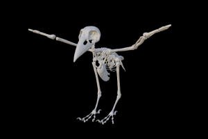 Скелет вороны