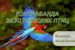 Работа 3115972