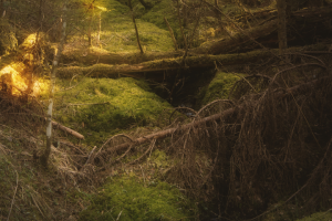 В лесной глуши