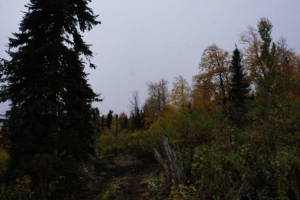 Фотографии природы