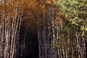 Фотографирую для себя