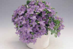 Цветы «Жених и невеста» - выращивание в домашних условиях