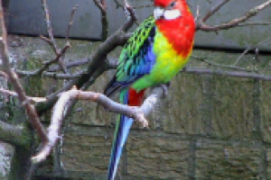 Попугаи розелла: уход и содержание