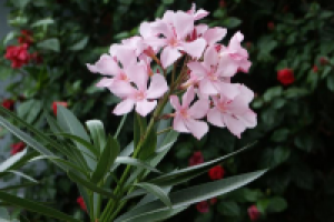 Олеандр – цветок в вашем доме