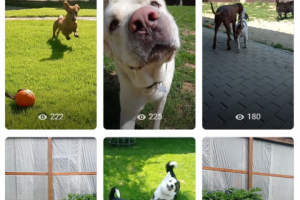 Создание клипов для зоогостиницы "Экватор"