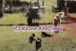 Из жизьни животных