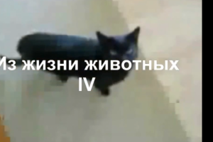 Из жизьни животных IV