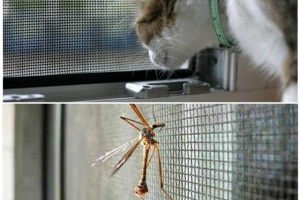 Москитные сетки – отличная защита от комаров и мошек