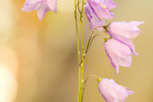 Работа 3563614