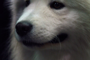 Работа 3563697