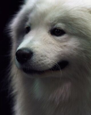 img3563697.png