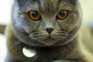 Работа 3563696