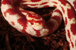 Работа 4032352