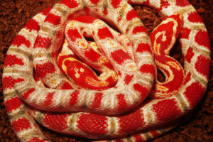 Работа 4032351