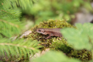 Работа 4032349