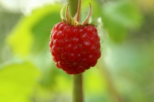 Работа 4032341