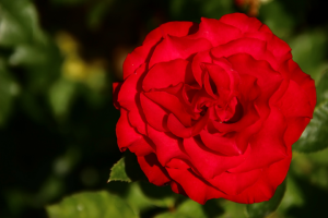 Работа 4032340