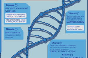 Учебный проект - биоритмы человека в течении дня
