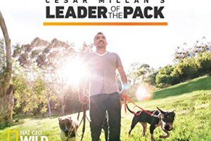 NATIONAL GEOGRAPHIC Cesar Millan's Leader Of The Pack: MilesToGo