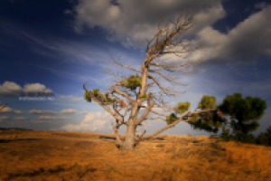 Работа 2127427