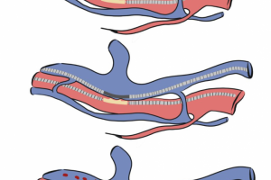 Медицинские ллюстрации