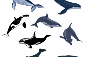 Коллекция морских животных