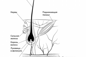 Схема волосяной луковицы