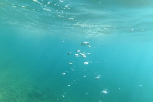 Ungerwater2