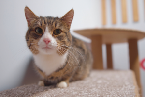 Zoom-выставка Всемпокотику 2020