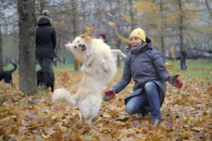 Договщина ГавПати 2017