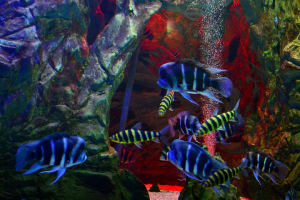 Севастопольский морской Аквариум-музей