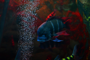 Севастопольский морской Аквариум-музей