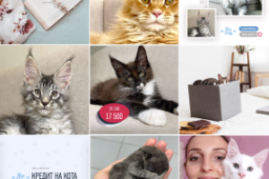 Дизайн insta-профиля для питомника Мейн-кунов