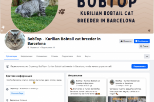 Продвижение разводчика котят в Барселоне