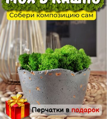 img4356905.png