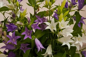 Текст для социальной сети Telegram о букете из колокольчиков