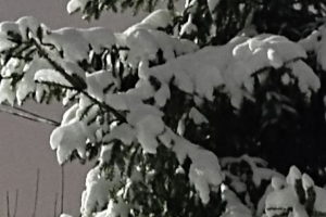 Очерк в соцсети о вечерней прогулке по зимнему лесу