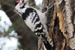 Малый пёстрый дятел на стволе дерева летом