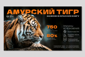 Слайд для презентации к международному дню тигра
