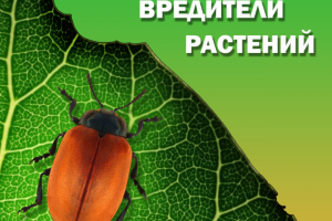 Баннер для поста в ТГ