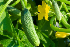 Выращивание огурцов в теплице