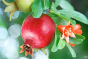 Выращивание гранатовых деревьев