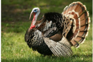 Разведение индюков в домашних условиях