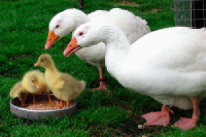 Разведение гусей в домашних условиях